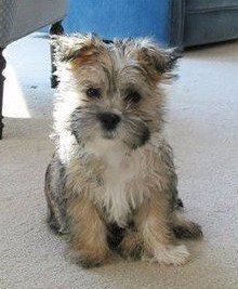 care-tzu-cairn-terrier-and-shih-tzu