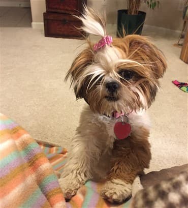 girl Shih Tzu dog