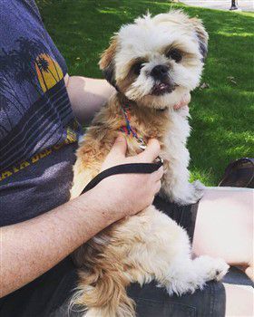 gold-and-white-shih-tzu-double-color-example-two
