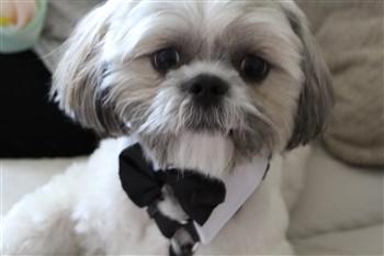 gold and white shih tzu, color is now gray