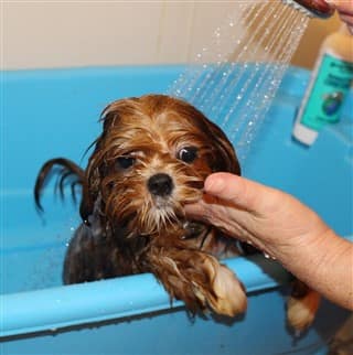 How to bathe Shih Tzu, step 1, wet the coat