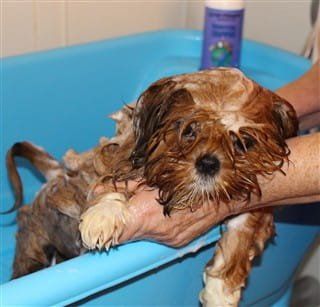 How to bathe a Shih Tzu, step 2, shampooing