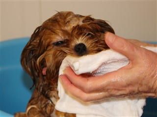 How to bathe a Shih Tzu, step 3, clean face