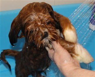 How to bathe a Shih Tzu, step 5, rinse