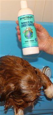 How to bathe a Shih Tzu, step 6, conditioner