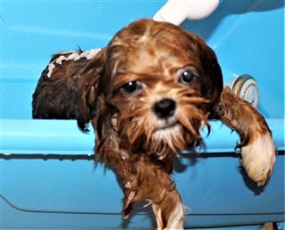 How to bathe a Shih Tzu, step 6, part 2