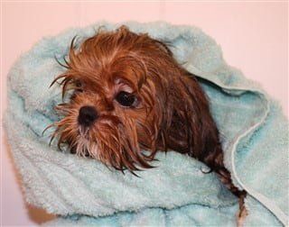 How to bathe a Shih Tzu, step 8, towel