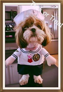 image 1, Shih Tzu dressed as sailor