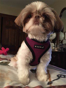 liver colored Shih Tzu with brown nose