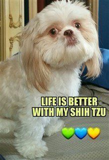 close up of liver colored shih tzu