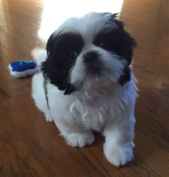white and black shih tzu 9 weeks old