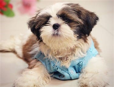 male Shih Tzu with blue sweater