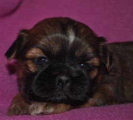 New Jersey Shih Tzu breeder