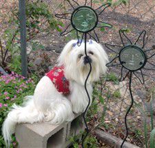 pure white shih tzu 