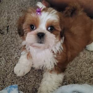 example of a red colored Shih Tzu