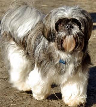 Senior Shih Tzu dog, 13 years old