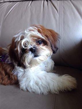 brown and white Shih Tzu