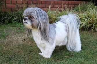 shih-tzu-hair-cut-long-ears-clipped-body
