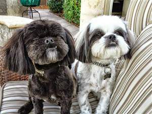 Shih Tzu brindle vs reverse brindle