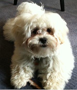 Shih Poo, Poodle and Shih Tzu mix
