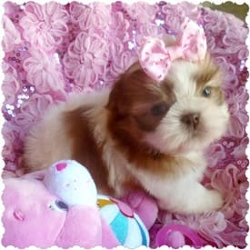 Shih Tzu 05 as a puppy