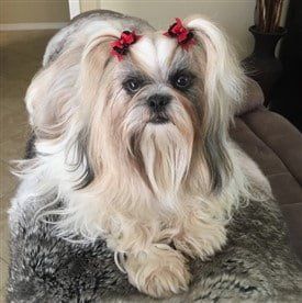 Shih Tzu 09 as an adult dog