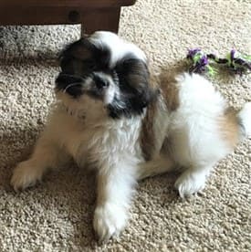Shih Tzu 09 puppy picture