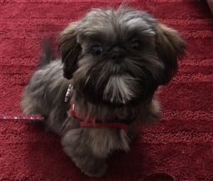 Shih Tzu at 1 year old