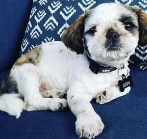 Shih Tzu puppy at 3 months old