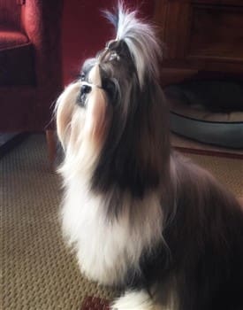 shih-tzu-adult-12-months-Keshi