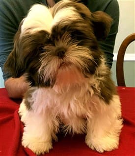 shih-tzu-age-progression-photo-B1