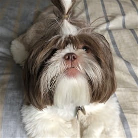 shih-tzu-age-progression-photo-B2