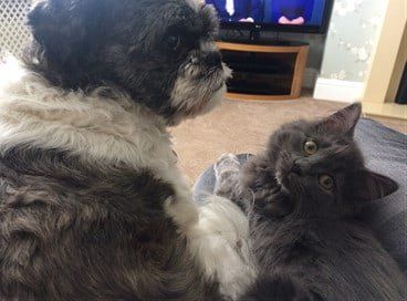 A Shih Tzu and a Cat