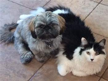 Shih Tzu and a cat being friends