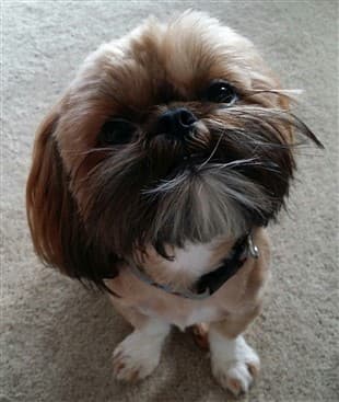 Shih Tzu behavior, playful and alert