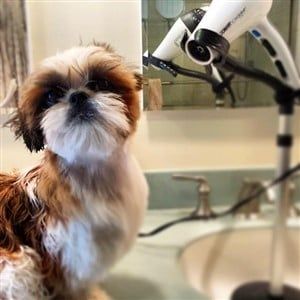 shih-tzu-being-dried-blow-dryer