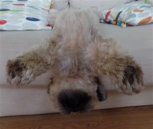 Shih Tzu dog being very funny