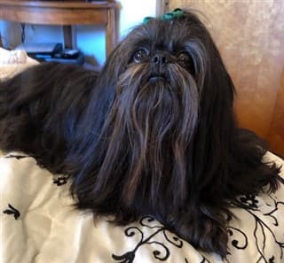 Shih Tzu black with tan markings