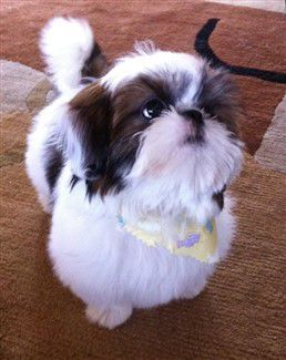 shih-tzu-brown-parti 