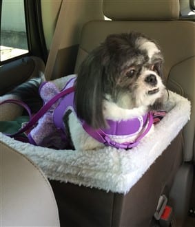 Shih Tzu in a car seat