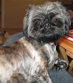 shih tzu coloring at 1 year