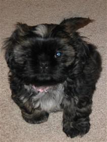 Shih Tzu coloring at 6 months old