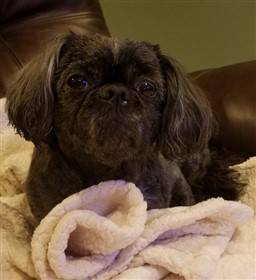 shih-tzu-color-at-6-years