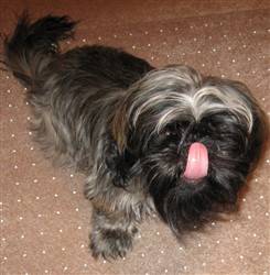 shih-tzu-color-at-9-months