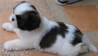 shih-tzu-color-change-pic0001