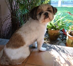 shih-tzu-color-change-pic0002