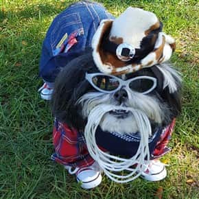Shih tzu cowboy costume