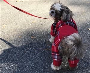 Shih Tzu wearing cute red clothes