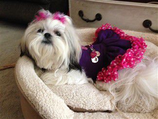 shih-tzu-dress-with-harness-clip