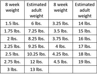 Shih Tzu Growth Chart A